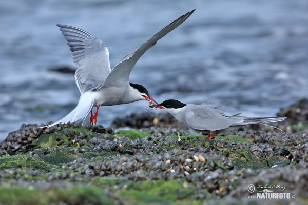 Rybák obecný (Sterna hirundo)