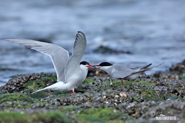 Rybák obecný (Sterna hirundo)