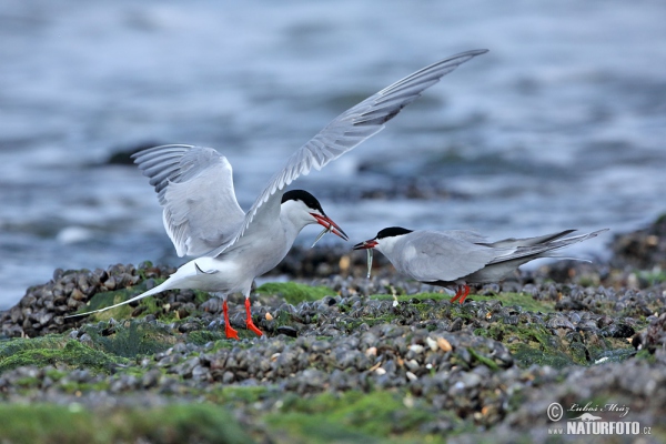 Rybák obecný (Sterna hirundo)