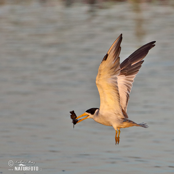 Rybák žlutozobý (Phaetusa simplex)