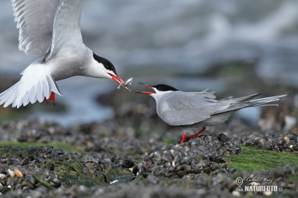 Rybár riečny (Sterna hirundo)