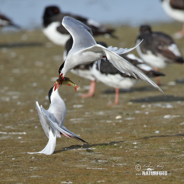 Rybár riečny (Sterna hirundo)