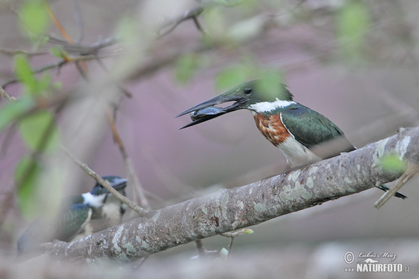 Rybařík amazonský (Chloroceryle amazona)