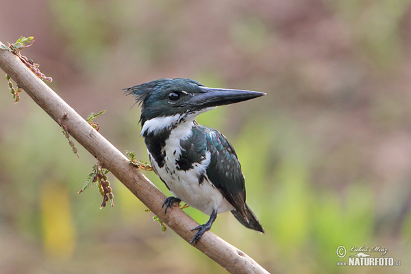 Rybařík amazonský (Chloroceryle amazona)