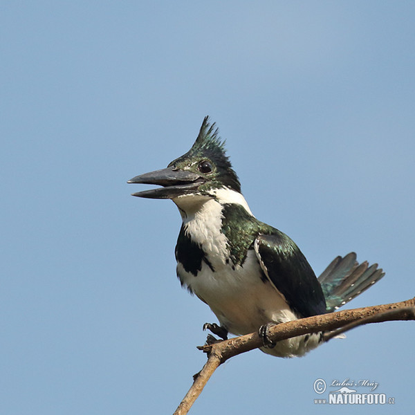 Rybařík amazonský (Chloroceryle amazona)