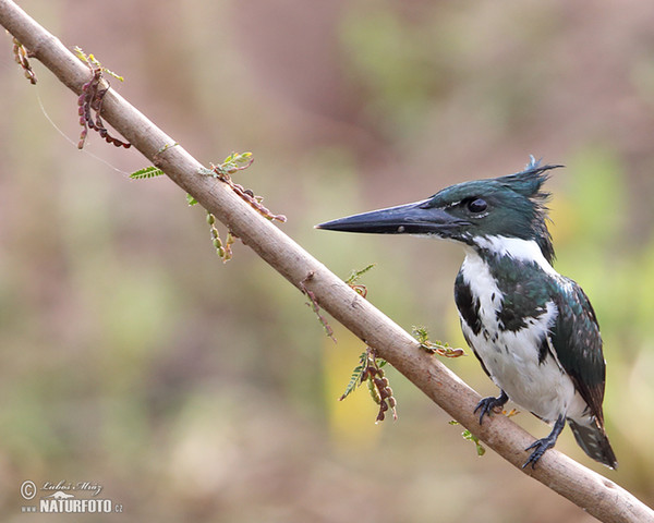 Rybařík amazonský (Chloroceryle amazona)