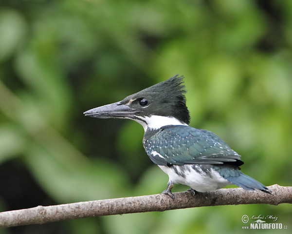 Rybařík amazonský (Chloroceryle amazona)