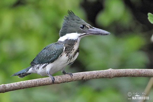 Rybařík amazonský (Chloroceryle amazona)