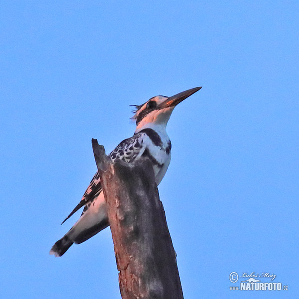 Rybařík jižní (Ceryle rudis)