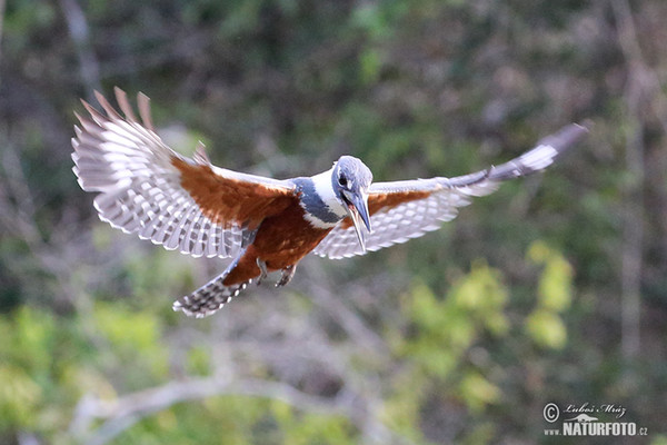 Rybařík obojkový (Megaceryle torquata)