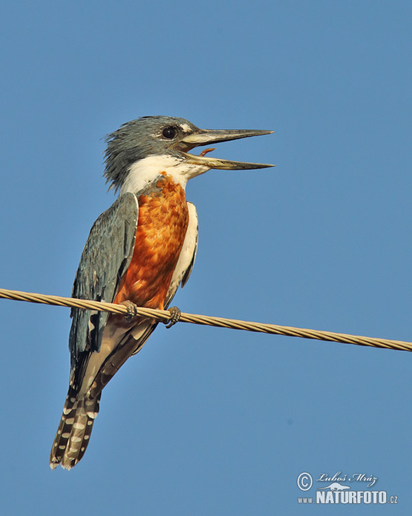 Rybařík obojkový (Megaceryle torquata)