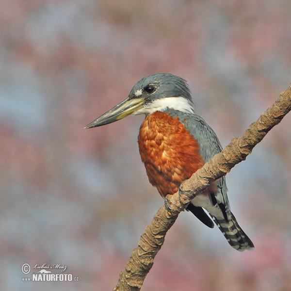 Rybařík obojkový (Megaceryle torquata)