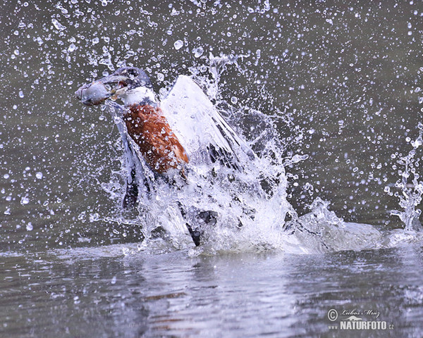 Rybařík obojkový (Megaceryle torquata)