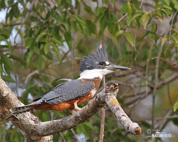 Rybařík obojkový (Megaceryle torquata)