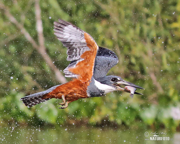 Rybařík obojkový (Megaceryle torquata)