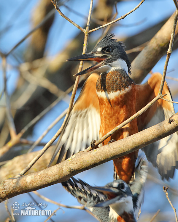 Rybařík obojkový (Megaceryle torquata)