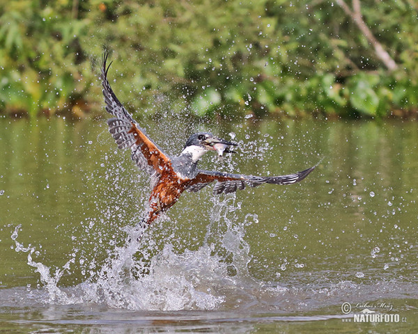 Rybařík obojkový (Megaceryle torquata)