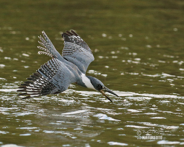 Rybařík obojkový (Megaceryle torquata)