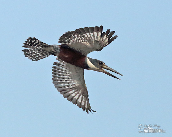 Rybařík obojkový (Megaceryle torquata)