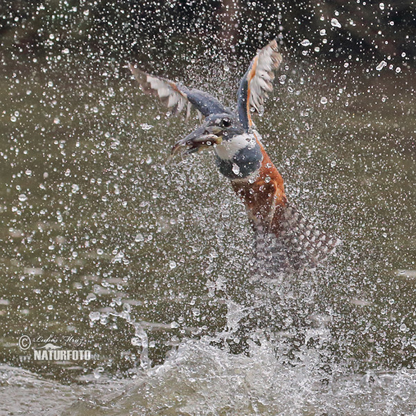 Rybařík obojkový (Megaceryle torquata)