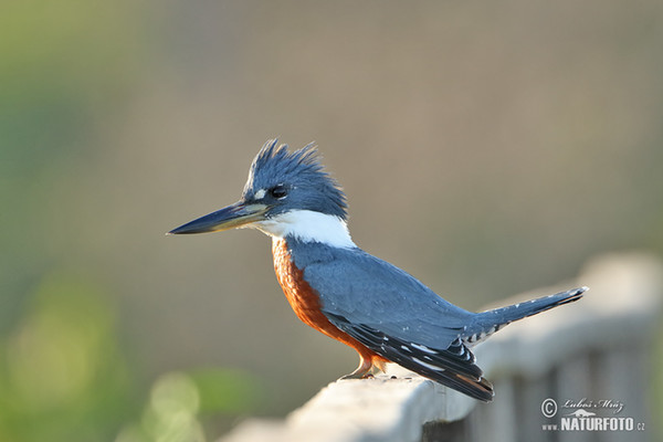 Rybařík obojkový (Megaceryle torquata)