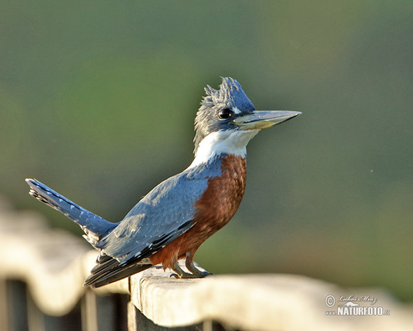 Rybařík obojkový (Megaceryle torquata)