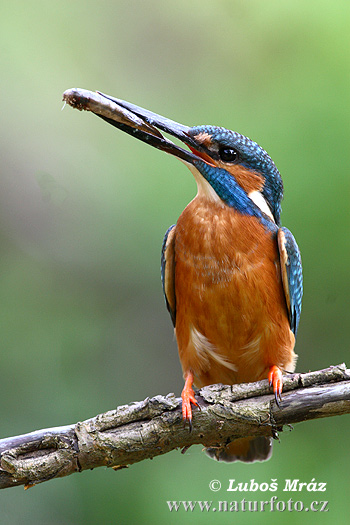 Rybárik riečny (Alcedo atthis)