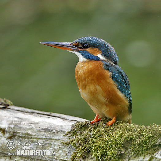 Rybárik riečny (Alcedo atthis)