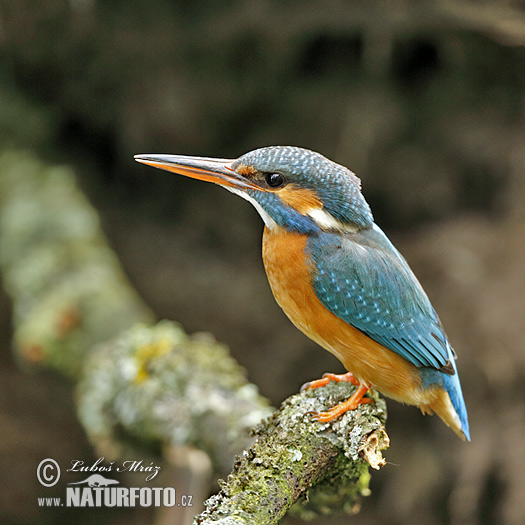 Rybárik riečny (Alcedo atthis)