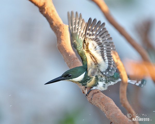 Rybařík zelený (Chloroceryle americana)