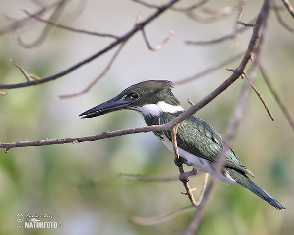 Rybařík zelený (Chloroceryle americana)