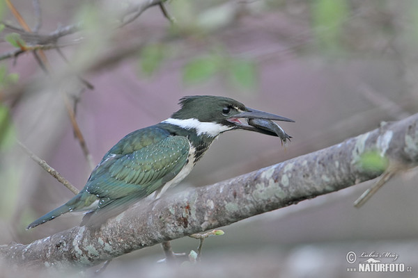 Rybařík zelený (Chloroceryle americana)