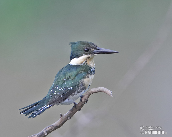 Rybařík zelený (Chloroceryle americana)