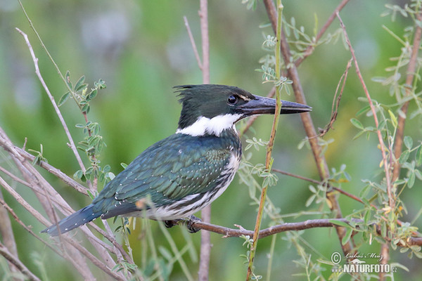 Rybařík zelený (Chloroceryle americana)