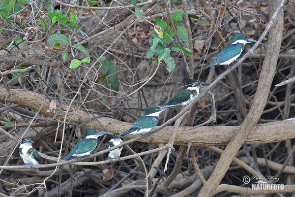 Rybařík zelený (Chloroceryle americana)