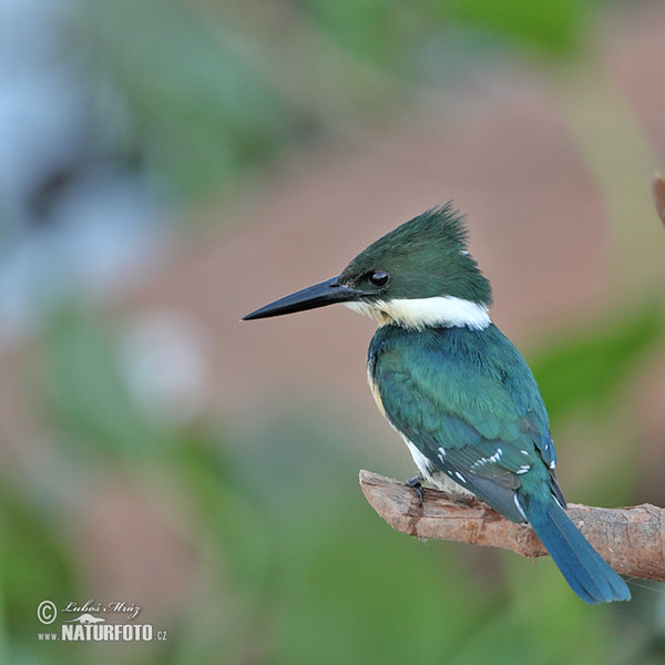 Rybařík zelený (Chloroceryle americana)