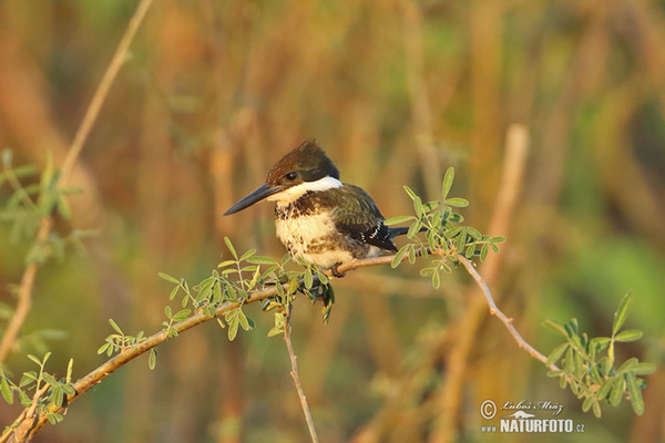 Rybařík zelený (Chloroceryle americana)