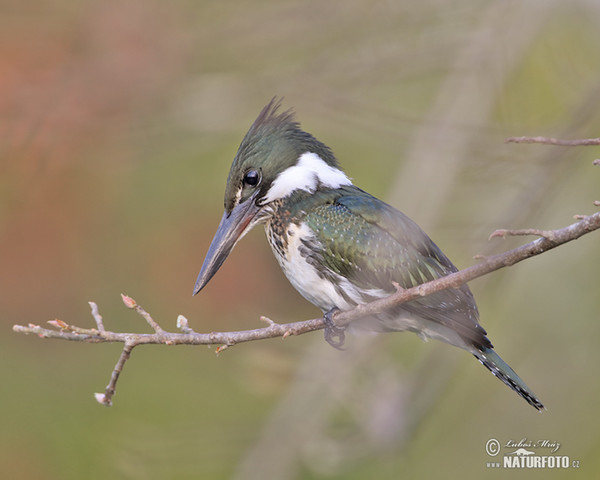 Rybařík zelený (Chloroceryle americana)