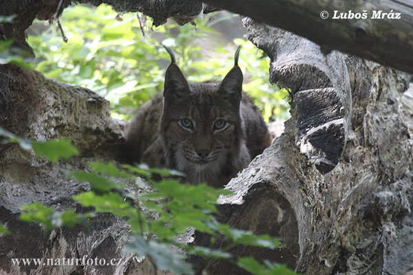 Rys ostrovid (Lynx lynx)