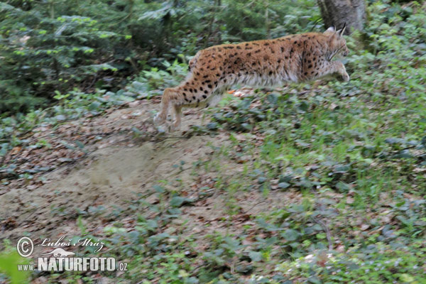 Rys ostrovid (Lynx lynx)