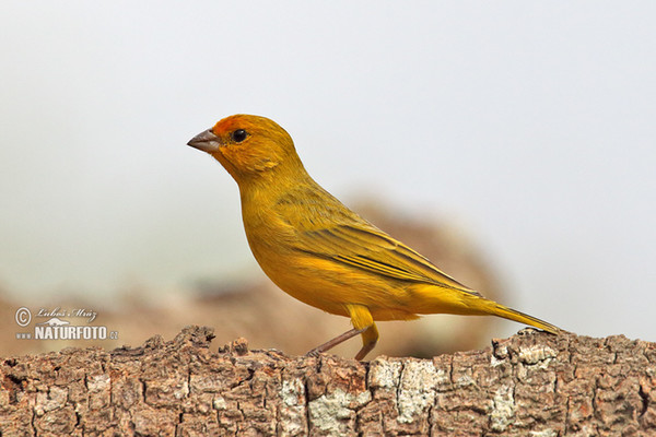 Šafránka menší (Sicalis columbiana)