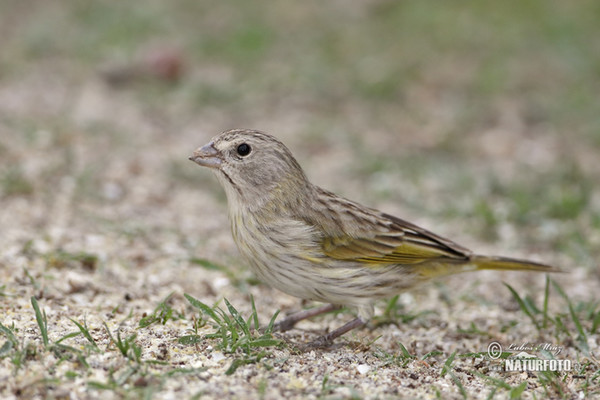 Šafránka velká, samice (Sicalis flaveola)