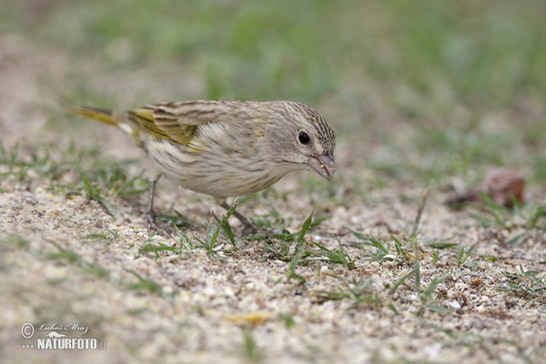 Šafránka velká, samice (Sicalis flaveola)