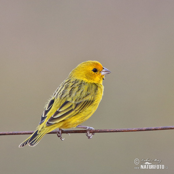 Šafránka velká (Sicalis flaveola)