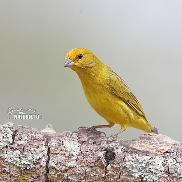 Šafránka žlutočelá (Sicalis citrina)