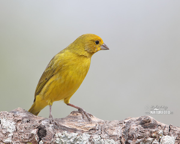 Šafránka žlutočelá (Sicalis citrina)