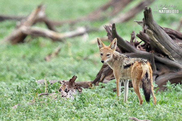 Šakal čabrakový (Canis mesomelas)