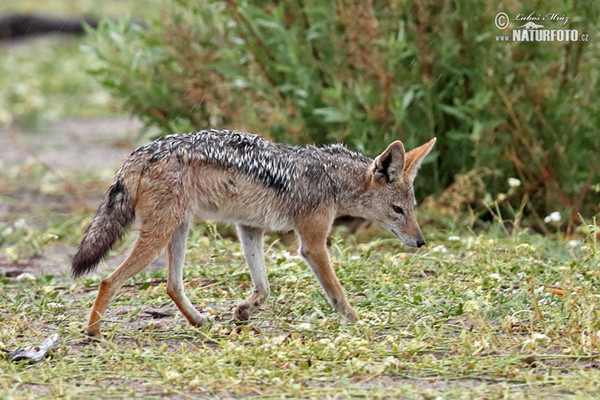 Šakal čabrakový (Canis mesomelas)