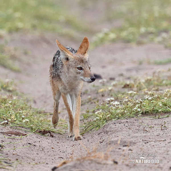 Šakal tmavochrbtý (Canis mesomelas)