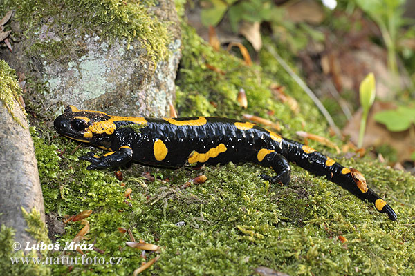 Salamandra škvrnitá (Salamandra salamandra)